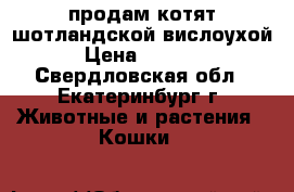 продам котят шотландской вислоухой › Цена ­ 2 000 - Свердловская обл., Екатеринбург г. Животные и растения » Кошки   